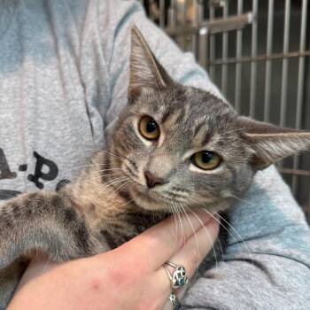 Yang -  Domestic Short Hair Cat for Adoption in Fenton, Michigan - Yang | PetCurious