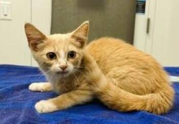 Ampersand -  Domestic Short Hair Cat for Adoption in Kansas City, Missouri - Ampersand | PetCurious
