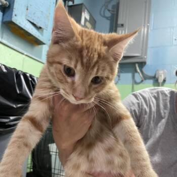 BOB -  Domestic Short Hair Cat for Adoption in Newport, North Carolina - BOB | PetCurious