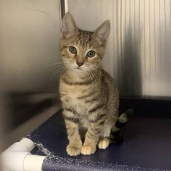 Mia -  Domestic Short Hair Cat for Adoption in West Palm Beach, Florida - Mia | PetCurious