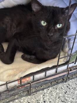 Rescue Domestic Short Hair Cats for Adoption in Lakewood, California - Oliver | PetCurious