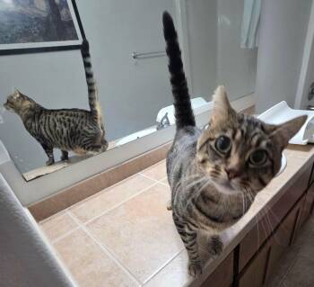 Pecan -  Domestic Short Hair Cat for Adoption in Gladstone, Oregon - Pecan | PetCurious