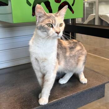 Yve -  Domestic Short Hair Cat for Adoption in Hailey, Idaho - Yve | PetCurious