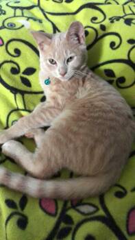 Rescue Domestic Short Hair Cats for Adoption in Quincy, Ohio - Rowan | PetCurious