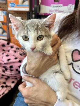 Domestic Short Hair Cats Available for Adoption - Isabella | PetCurious