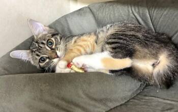 Cammie -  Domestic Short Hair Cat for Adoption in Elmsford, New York - Cammie | PetCurious