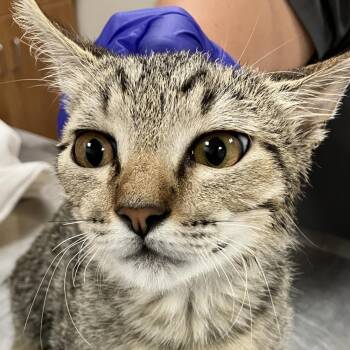 111453 -  Domestic Short Hair Cat for Adoption in Las Cruces, New Mexico - 111453 | PetCurious