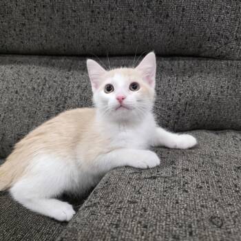 Cove -  Domestic Short Hair Cat for Adoption in Mastic, New York - Cove | PetCurious