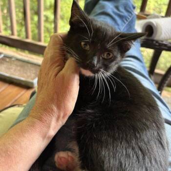 Miles -  Tuxedo and Domestic Short Hair Cat for Adoption in Knoxville, Tennessee - Miles | PetCurious