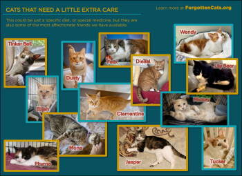 Rescue Domestic Short Hair Cats for Adoption in Greenville, Delaware - Cats With Special Needs (Male And Female) | PetCurious