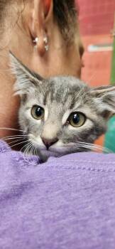 Rescue Domestic Short Hair Cats for Adoption in Republic, Missouri - Jeff | PetCurious