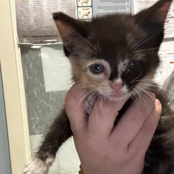 Starfire -  Domestic Short Hair Cat for Adoption in Chattanooga, Tennessee - Starfire | PetCurious