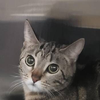 Domestic Short Hair Cats Available for Adoption in Las Vegas, Nevada - Potatoes | PetCurious