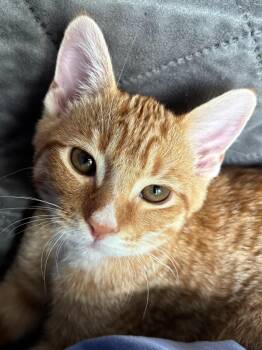 Jasper -  Domestic Short Hair Cat for Adoption in Hoyleton, Illinois - Jasper | PetCurious