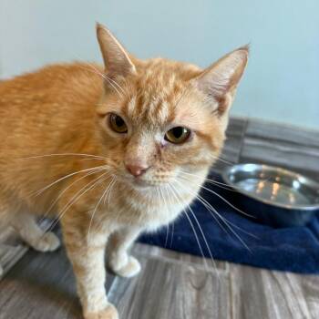 Ghostface -  Domestic Short Hair Cat for Adoption in West Des Moines, Iowa - Ghostface | PetCurious