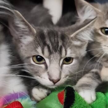 Paddington -  Domestic Short Hair Cat for Adoption in Walker, Michigan - Paddington | PetCurious