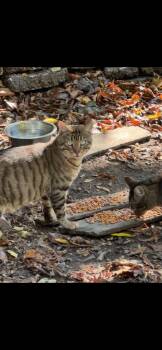 Rescue Domestic Short Hair Cats for Adoption in Hot Springs, Arkansas - Clyde | PetCurious