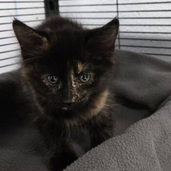 Domestic Short Hair Cats Available for Adoption in Desert Hot Springs, California - Mabel | PetCurious