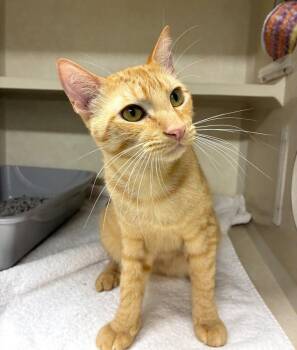Domestic Short Hair Cats Available for Adoption - Rooster | PetCurious