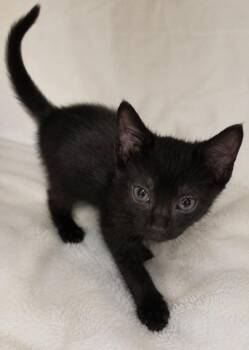 Kwame -  Domestic Short Hair Cat for Adoption in Columbia, Tennessee - Kwame | PetCurious