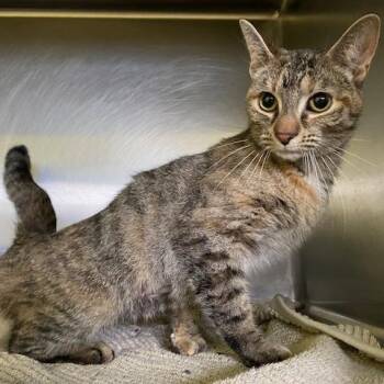 Pearl Peck -  Domestic Short Hair Cat for Adoption in Dayton, Ohio - Pearl Peck | PetCurious