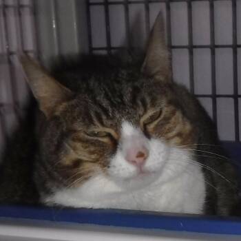 Rae - Social and Mellow -  Tabby Cat for Adoption in Hoquiam, Washington - Rae - Social And Mellow | PetCurious