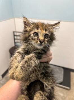 Spark -  Domestic Short Hair Cat for Adoption in Morgantown, Kentucky - Spark | PetCurious