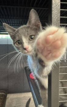 Ursula -  Domestic Short Hair Cat for Adoption in Hilton Head Island, South Carolina - Ursula | PetCurious