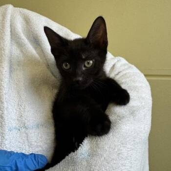 Hunger Games -  Domestic Short Hair Cat for Adoption in Richmond, Virginia - Hunger Games | PetCurious