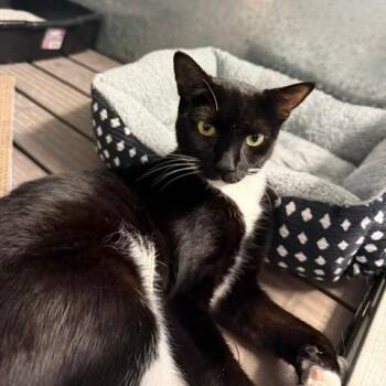 Sheba JR -  Domestic Short Hair Cat for Adoption in Port Aransas, Texas - Sheba JR | PetCurious