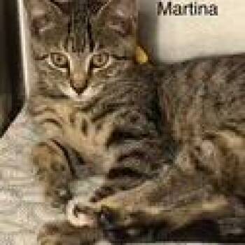 Martina -  Domestic Short Hair Cat for Adoption in Kingman, Kansas - Martina | PetCurious