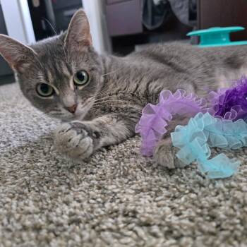 Amalie -  Domestic Short Hair Cat for Adoption in Hoyleton, Illinois - Amalie | PetCurious