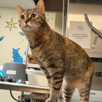 Zoey w/ Sasha - Purr-fect senior girls! -  Domestic Short Hair Cat for Adoption in Flagstaff, Arizona - Zoey W/ Sasha - Purr-fect Senior Girls! | PetCurious