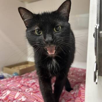 Casperita -  Domestic Medium Hair Cat for Adoption in Charleston, West Virginia - Casperita | PetCurious