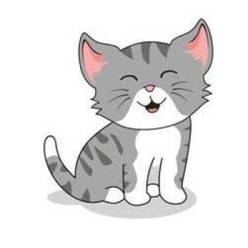 Arroz -  Domestic Short Hair Cat for Adoption in West Olive, Michigan - Arroz | PetCurious