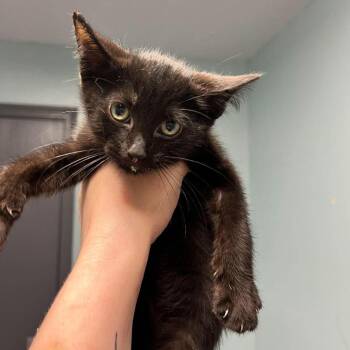 Cucumber -  Domestic Short Hair Cat for Adoption in Edwardsville, Illinois - Cucumber | PetCurious