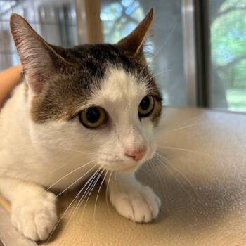 Domestic Short Hair Cats Available for Adoption in Leander, Texas - Moe | PetCurious