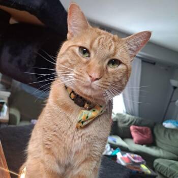 Domestic Short Hair Cats Available for Adoption in Evanston, Illinois - Bard | PetCurious