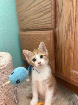 Domestic Short Hair Cats Available for Adoption in Fort Collins, Colorado - Winnie The Pooh | PetCurious