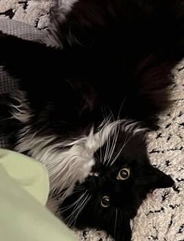 Rescue Domestic Long Hair Cats for Adoption in Lake Ronkonkoma, New York - Halloween | PetCurious