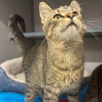 Dino -  Domestic Short Hair Cat for Adoption in Marshalltown, Iowa - Dino | PetCurious