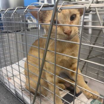 Commander Whiskers -  Domestic Short Hair Cat for Adoption in Montgomery, Alabama - Commander Whiskers | PetCurious