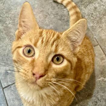 Rescue Domestic Short Hair Cats for Adoption in Richmond, Virginia - Eye Of Newt | PetCurious