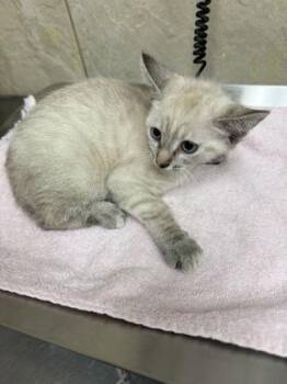Domestic Short Hair Cats Available for Adoption in Honolulu, Hawaii - Martini | PetCurious