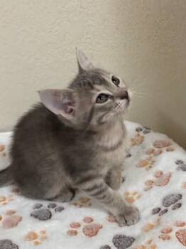 Domestic Short Hair Cats Available for Adoption in Fort Collins, Colorado - Karby | PetCurious