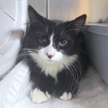 Toaster -  Domestic Short Hair Cat for Adoption in Providence, Rhode Island - Toaster | PetCurious