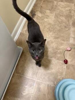 Gravy mom -  Domestic Short Hair Cat for Adoption in West Chester, Pennsylvania - Gravy Mom | PetCurious
