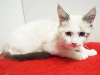 SULLY -  Domestic Short Hair Cat for Adoption in Sacramento, California - SULLY | PetCurious