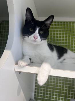 Verso -  Domestic Short Hair Cat for Adoption in Blanchard, Oklahoma - Verso | PetCurious