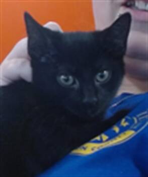 Domestic Short Hair Cats Available for Adoption - PEONY | PetCurious